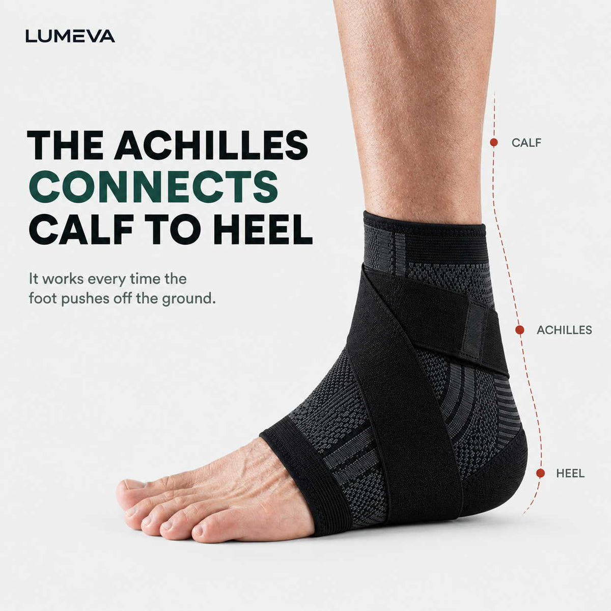 The Achilles connects calf to heel. A line traced from the calf, down the Achilles, to the heel bone, showing that it works every time the foot pushes off the ground.