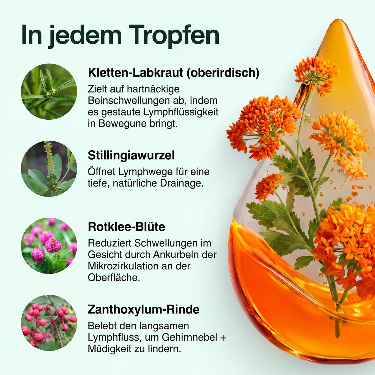 Lumeva Lymphdrainage-Tropfen – in jedem Tropfen: die vier Kräuter